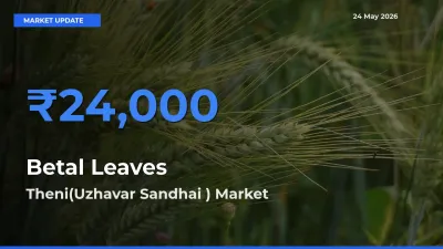 Theni(Uzhavar Sandhai ) Emerges as Top Mandi for Betal Leaves Prices Today