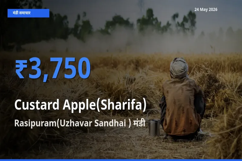 Rasipuram(Uzhavar Sandhai ) मंडी में शरीफा ₹3,750 पर पहुँचा – आज का सर्वोच्च भाव