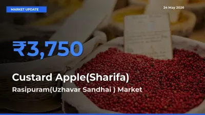 Rasipuram(Uzhavar Sandhai ) Offers ₹3,750 – Highest Custard Apple(Sharifa) Rate Today