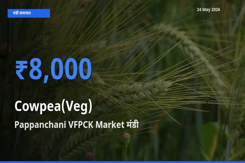 आज का मंडी भाव: लोबिया फली के सबसे ज़्यादा दाम Pappanchani VFPCK Market में