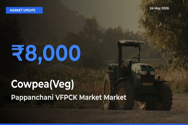 Top Performer! Pappanchani VFPCK Market Offers Best Cowpea(Veg) Price Today