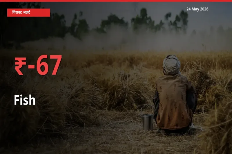 मछली 67.11% गिरा, मंडी
