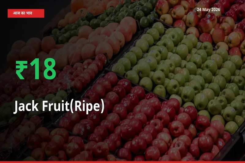 बाज़ार संकेत: पका कटहल के भाव मंडी में 18.31% ऊपर