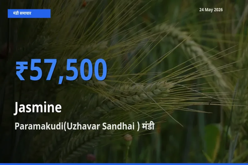 आज चमेली के सबसे ज़्यादा दाम Paramakudi(Uzhavar Sandhai ) मंडी में दर्ज