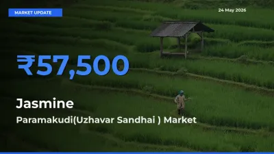 Paramakudi(Uzhavar Sandhai ) Leads as Top Mandi for Jasmine Prices