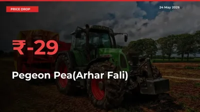 Sudden Shock! Pegeon Pea(Arhar Fali) Drops 29.47% in 24 Hours at Top Mandis