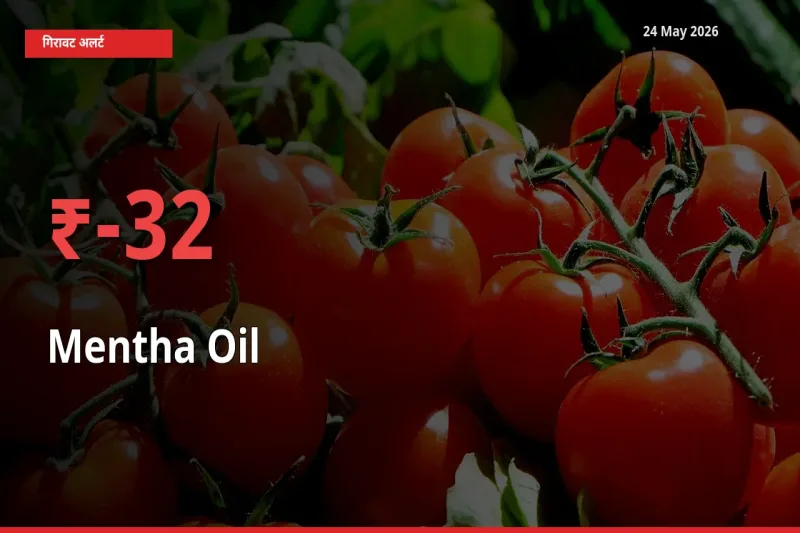 मेंथा ऑयल के दाम प्रमुख मंडी में 31.77% गिरे, 24 घंटे में बड़ा बदलाव