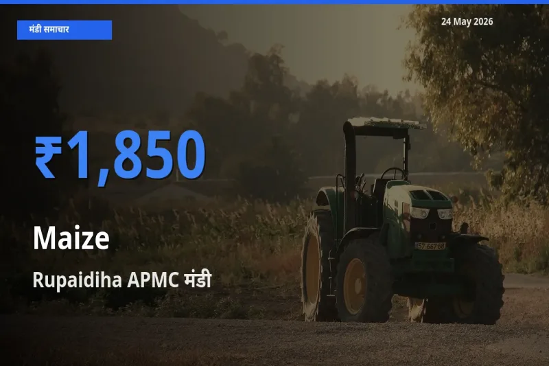 Rupaidiha APMC मंडी में मक्का ₹1,850 पर पहुँचा – आज का सर्वोच्च भाव