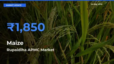 Farmers Prefer Rupaidiha APMC as Maize Hits Highest Rate