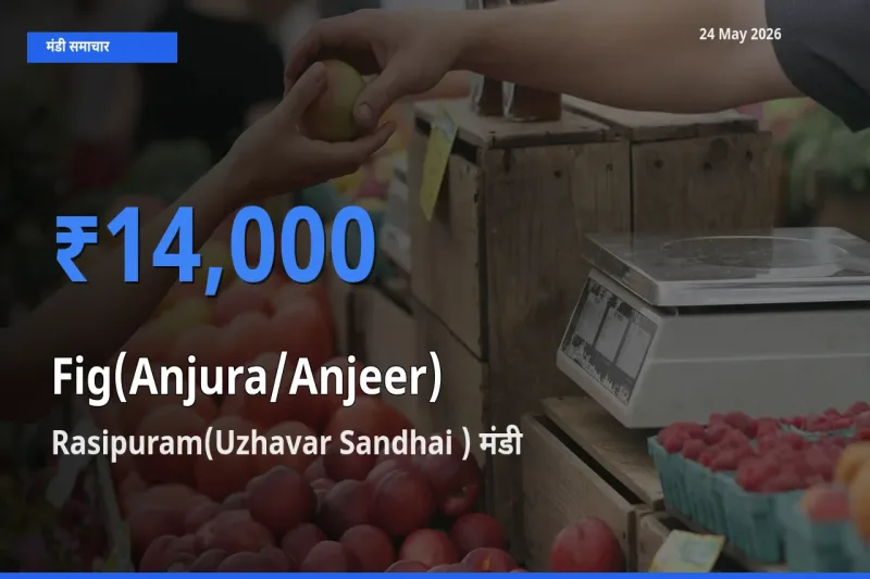 आज अंजीर के सबसे ऊँचे दाम ₹14,000 Rasipuram(Uzhavar Sandhai ) मंडी में