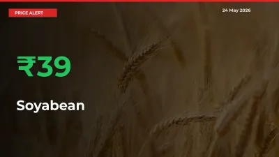 This Mandi Records 39.06% Jump in Soyabean Prices