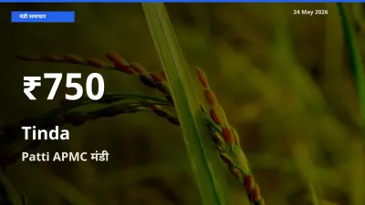 Patti APMC में टिंडा ₹750 पर गिरा – 30 दिन का न्यूनतम भाव