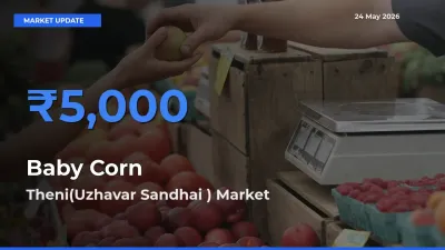 Farmers Prefer Theni(Uzhavar Sandhai ) as Baby Corn Hits Highest Rate