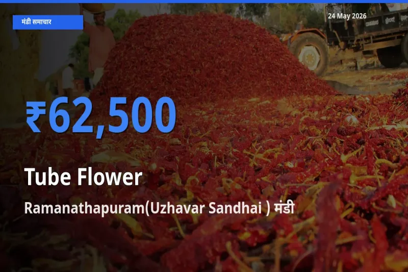 Ramanathapuram(Uzhavar Sandhai ) मंडी में आज रजनीगंधा के सबसे ऊँचे दाम दर्ज