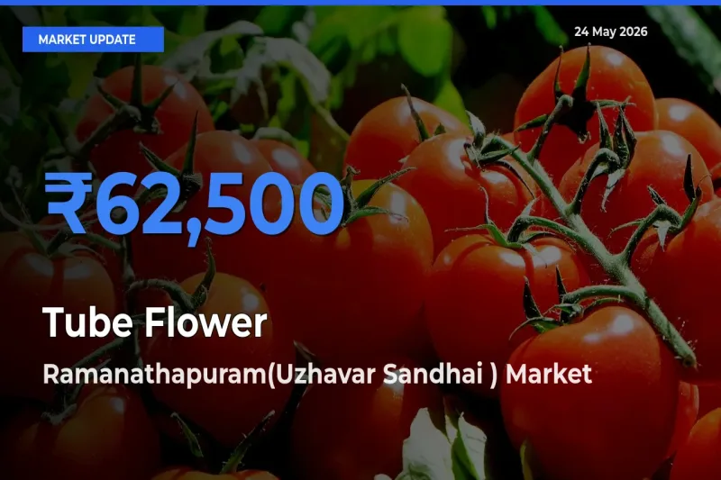 Tube Flower Mandi Rate Today: Ramanathapuram(Uzhavar Sandhai ) Tops the List