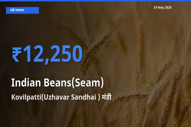 आज सेम (देशी) के सबसे ऊँचे दाम ₹12,250 Kovilpatti(Uzhavar Sandhai ) मंडी में