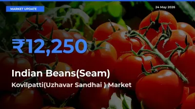 Market Watch: Kovilpatti(Uzhavar Sandhai ) Becomes Top Mandi for Indian Beans(Seam)