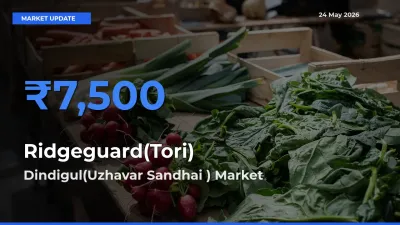 Dindigul(Uzhavar Sandhai ) Tops Ridgeguard(Tori) Mandi Rates Today