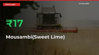 Big Rally! Mousambi(Sweet Lime) Climbs 16.54% in 24 Hours at Top Mandis