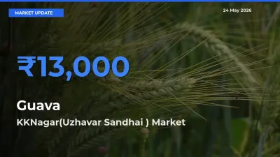KKNagar(Uzhavar Sandhai ) Leads as Top Mandi for Guava Prices