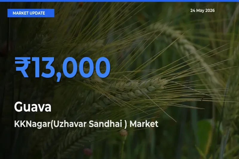 KKNagar(Uzhavar Sandhai ) Leads as Top Mandi for Guava Prices