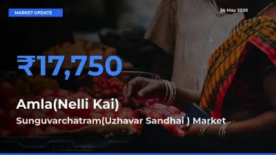 Top Performer! Sunguvarchatram(Uzhavar Sandhai ) Offers Best Amla(Nelli Kai) Price Today