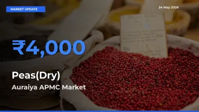 Top Performer! Auraiya APMC Offers Best Peas(Dry) Price Today