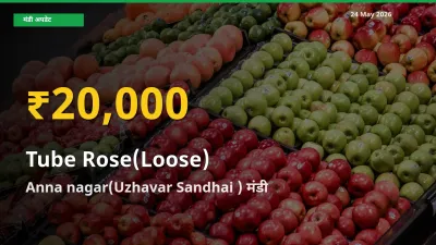 आज का मंडी भाव: Anna nagar(Uzhavar Sandhai ) में रजनीगंधा (ढीला) सबसे ऊँचे स्तर पर