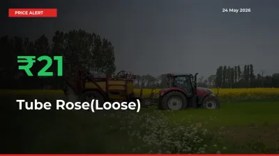 20.94% Spike in Tube Rose(Loose) Prices – Mandi Sees Sudden Rally