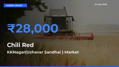 KKNagar(Uzhavar Sandhai ) Leads as Top Mandi for Chili Red Prices