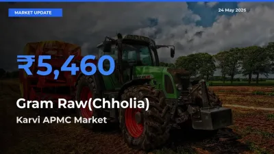 Karvi APMC Leads as Top Mandi for Gram Raw(Chholia) Prices