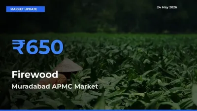 Top Performer! Muradabad APMC Offers Best Firewood Price Today