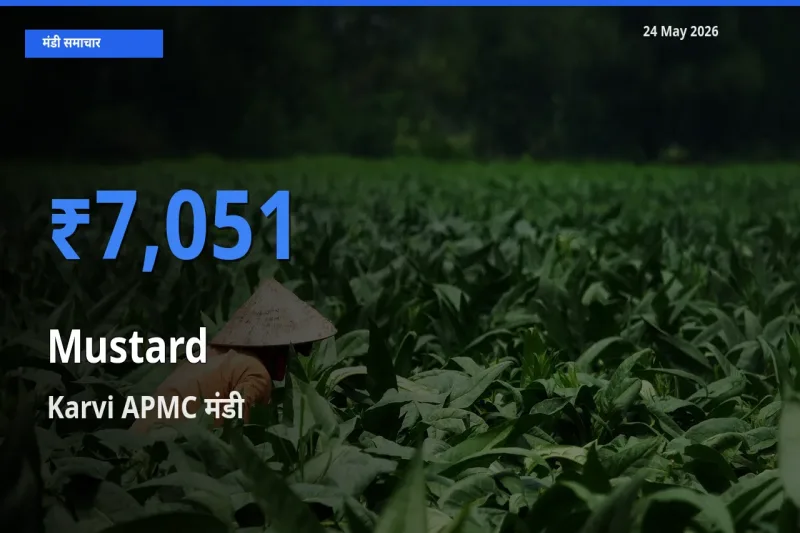 किसानों की पसंद बना Karvi APMC, सरसों के सबसे अच्छे दाम