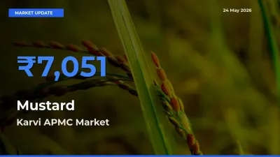 Mustard Mandi Rate Today: Karvi APMC Tops the List