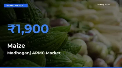 Maize Mandi Rate Today: Madhoganj APMC Tops the List
