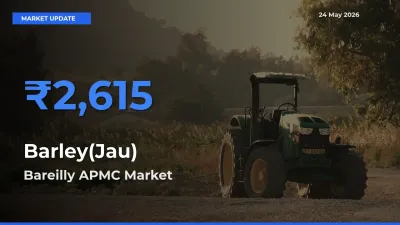 Bareilly APMC Offers ₹2,615 – Highest Barley(Jau) Rate Today