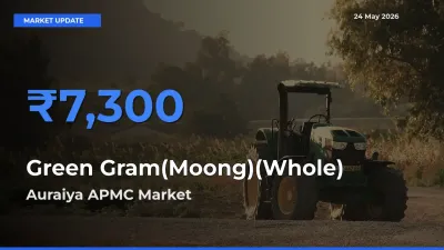 Auraiya APMC Tops Green Gram(Moong)(Whole) Rates – May 24 Market Update