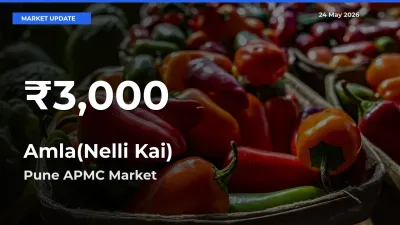 Sharp Fall! Amla(Nelli Kai) Prices Drop to 30-Day Low in Pune APMC