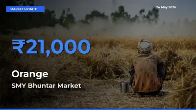 SMY Bhuntar Tops Orange Mandi Rates Today