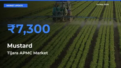 Farmers Prefer Tijara APMC as Mustard Hits Highest Rate
