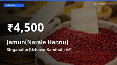 रिकॉर्ड गिरावट नहीं, लेकिन 30 दिन का न्यूनतम! Singanallur(Uzhavar Sandhai ) में जामुन (नाराले हन्नू) के दाम फिसले