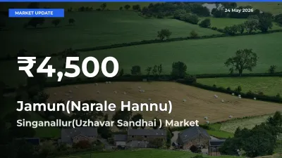 Sharp Fall! Jamun(Narale Hannu) Prices Drop to 30-Day Low in Singanallur(Uzhavar Sandhai )