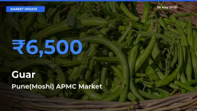Pune(Moshi) APMC Records Highest ₹6,500 Rate for Guar