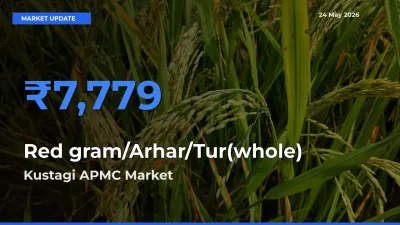 Top Performer! Kustagi APMC Offers Best Red gram/Arhar/Tur(whole) Price Today
