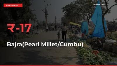 Bajra(Pearl Millet/Cumbu) Prices Drop 17.36% in 24 Hours at Major Mandis