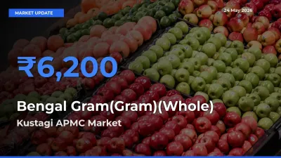 Top Performer! Kustagi APMC Offers Best Bengal Gram(Gram)(Whole) Price Today
