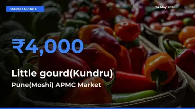 Little gourd(Kundru) Mandi Rate Today: Pune(Moshi) APMC Tops the List