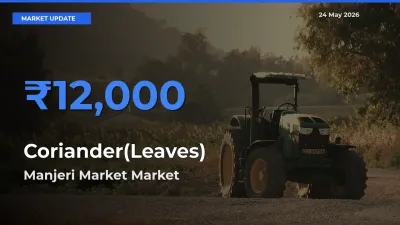 Manjeri Market Tops Coriander(Leaves) Mandi Rates Today