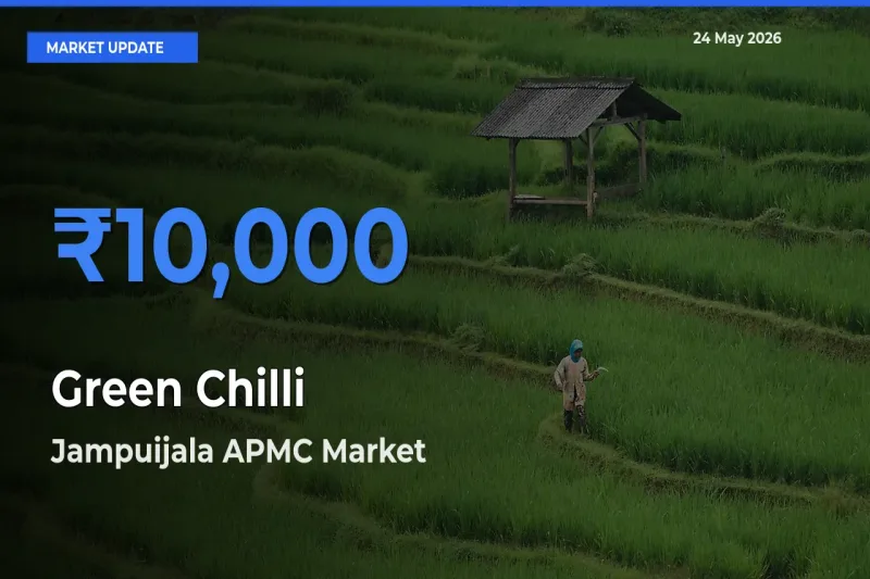 Jampuijala APMC Leads as Top Mandi for Green Chilli Prices