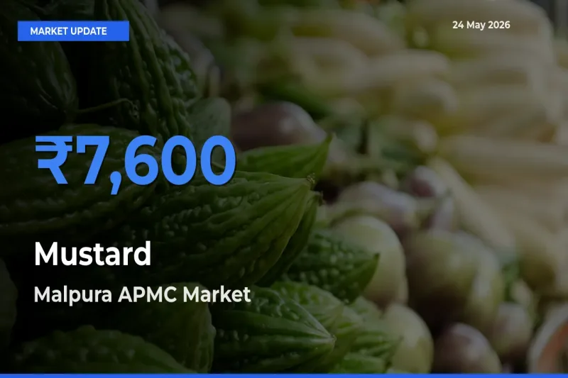 Top Performer! Malpura APMC Offers Best Mustard Price Today